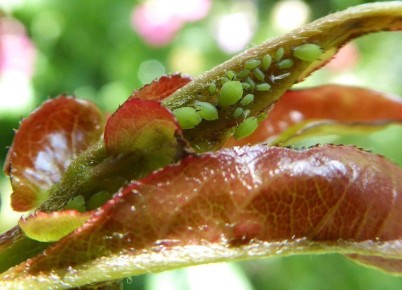 ��� �������� �������� �� ���: ������� � ����������� ������