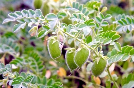 ��������: �������� �����, ������� ������������� � ���������� �������