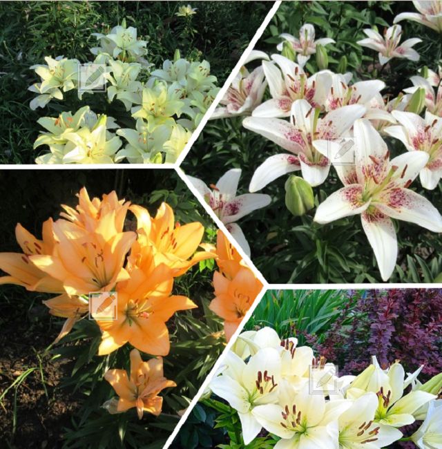 Когда и как пересаживать лилии: секреты успешного процесса