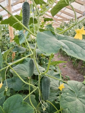 ������� ��������� ����������� �������: ������� ������� ��� ������������� ������ � ������� ��������