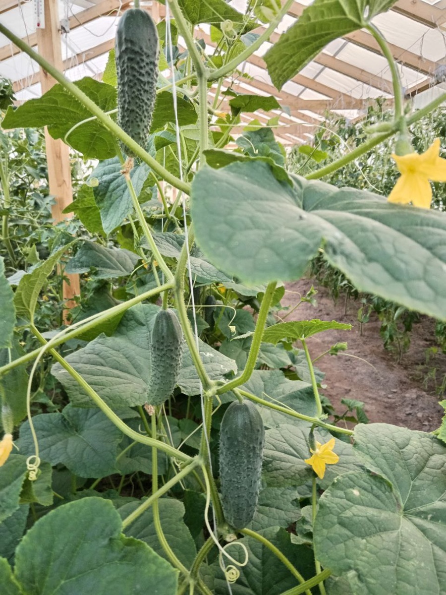 Секреты успешного выращивания огурцов: простое решение для биологической защиты и питания растений