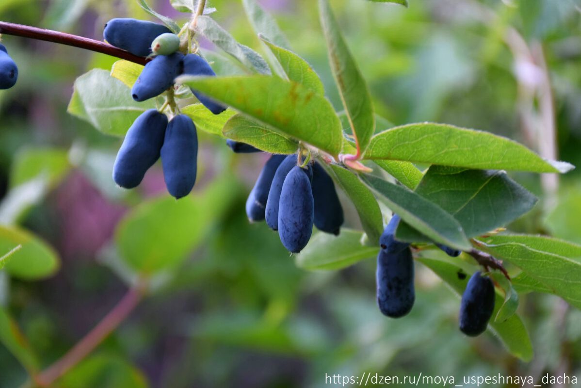 Тайны успешного ухода за жимолостью: пять шагов к богатому урожаю
