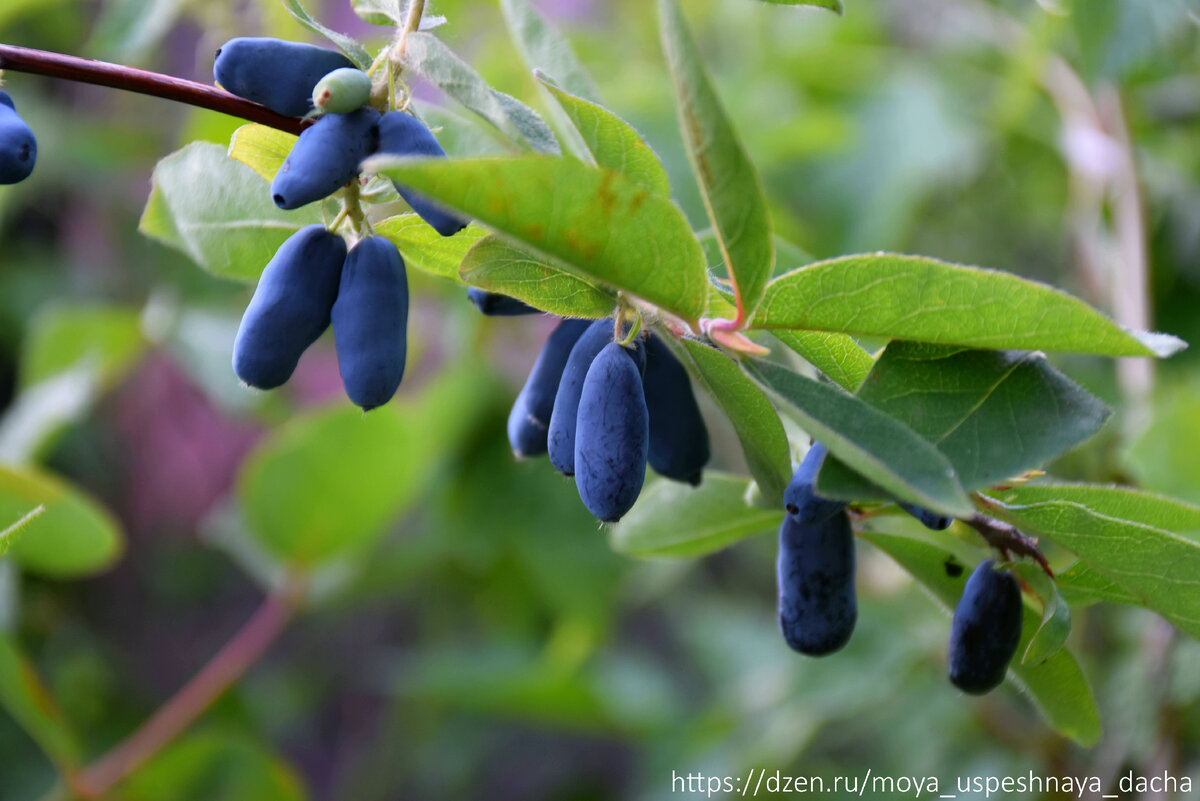Тайны успешного ухода за жимолостью: пять шагов к богатому урожаю