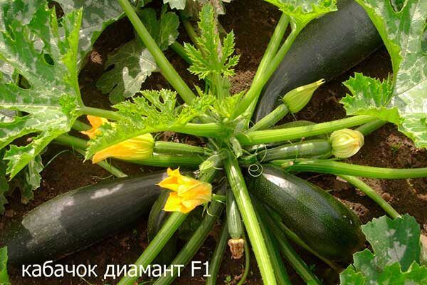 Кабачок Диамант: как вырастить урожай, который впечатлит