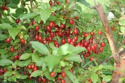 Как подготовить гуми к зиме: советы по уходу в конце сентября