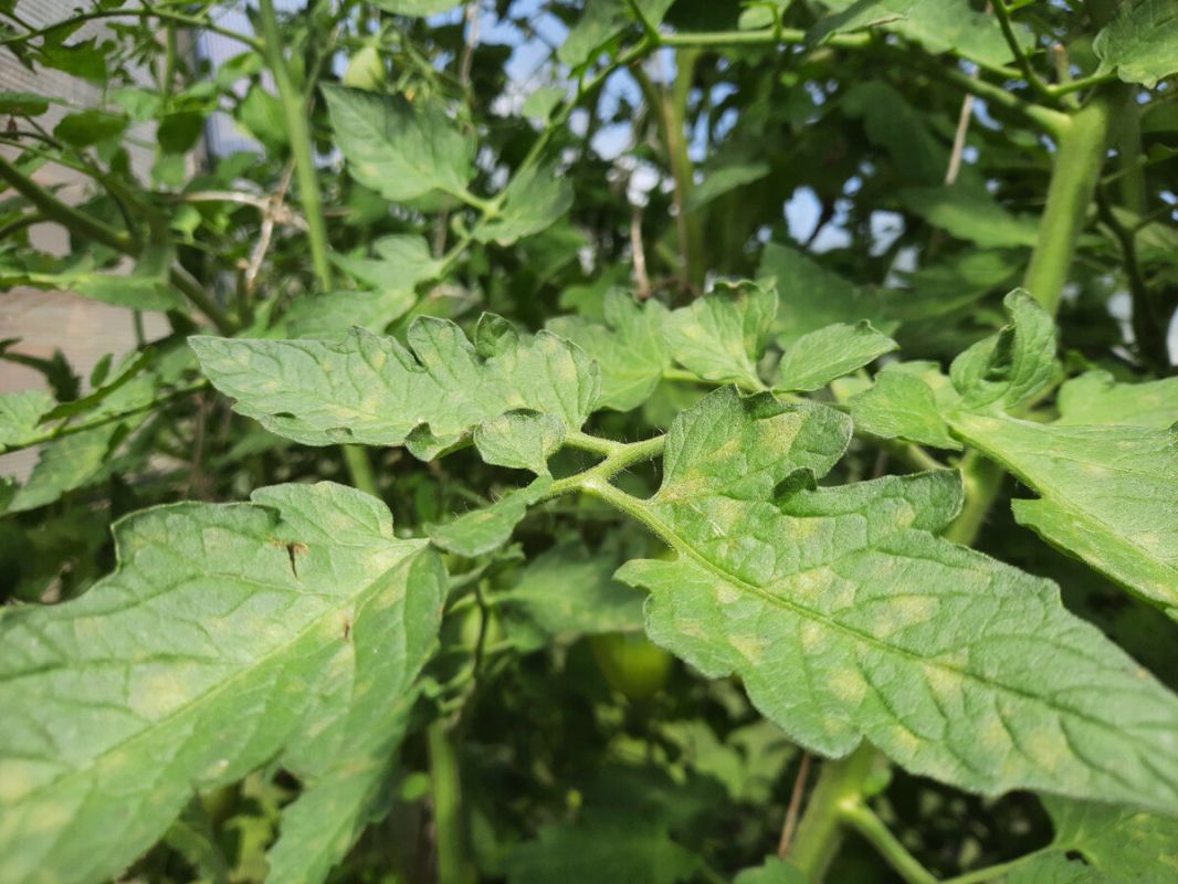 Томаты под угрозой: как распознать кладоспориоз и не паниковать