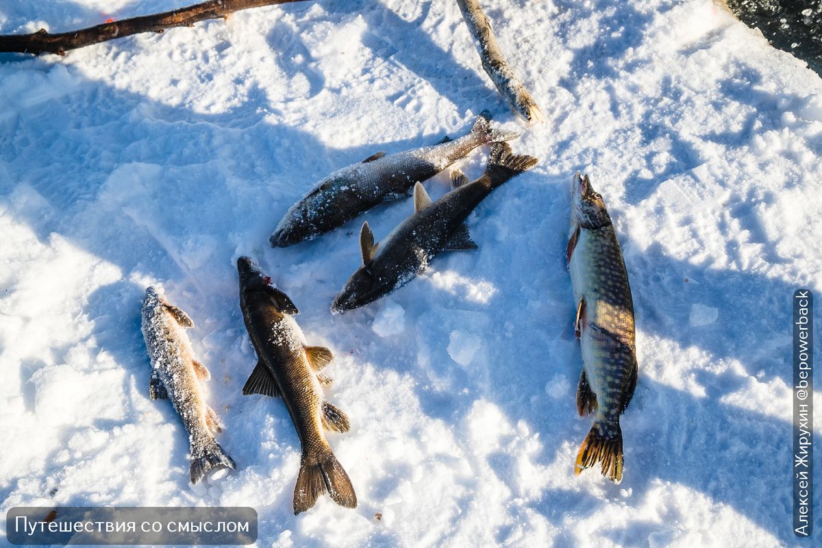 Деликатесы Севера: как якутская традиция строганины покоряет сердца гурманов