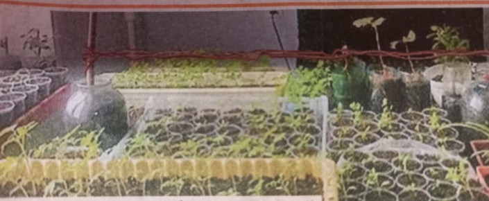 Народные рецепты для роскошной рассады