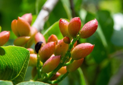 Друзья здоровья: орехи с высоким содержанием белка