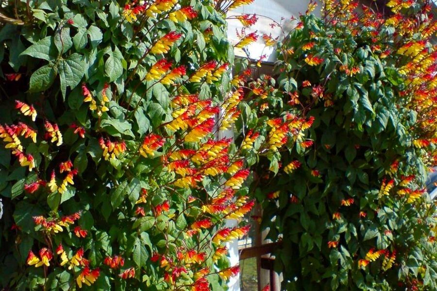 �������� �����: ��� ����������� ��� ��� � ������