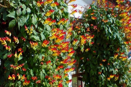 Цветущие лианы: как преобразить ваш сад и балкон