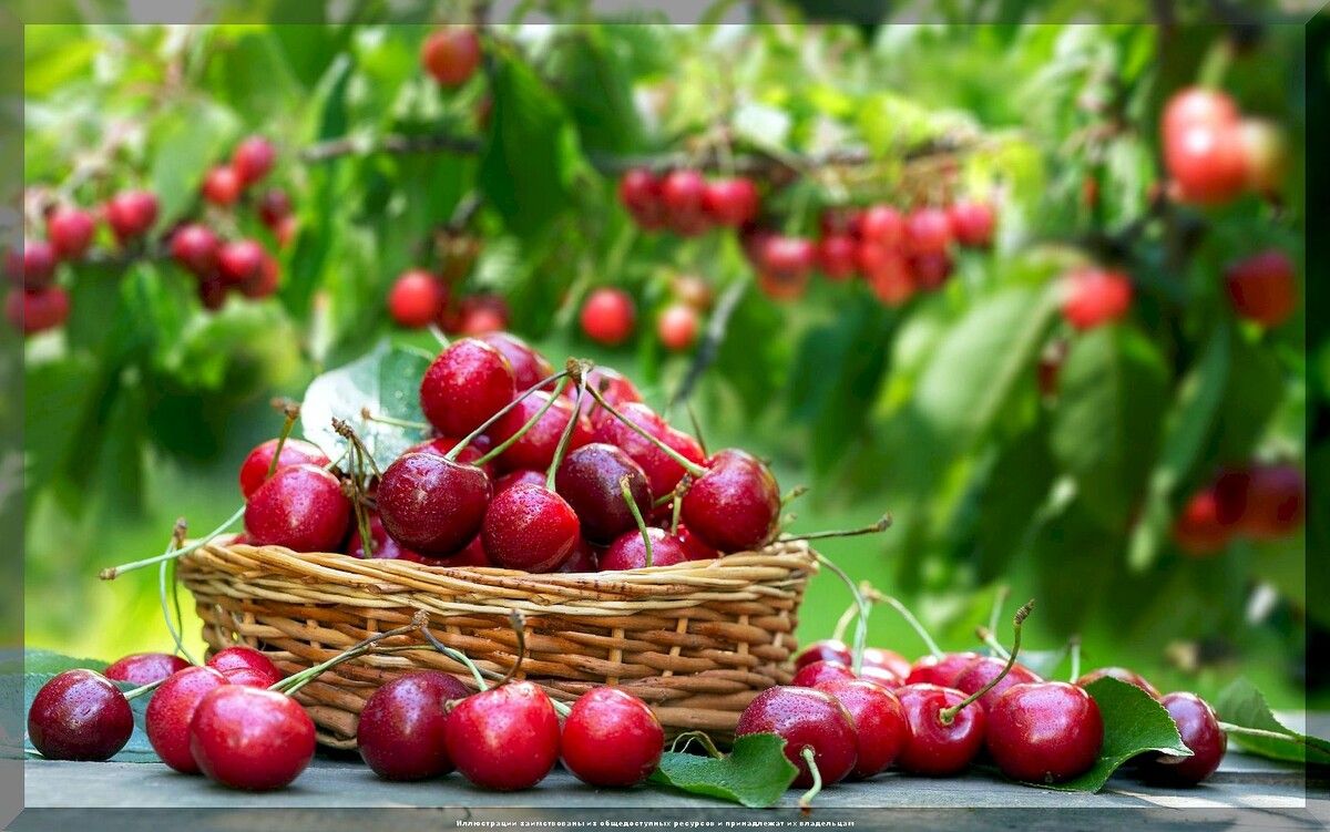 Как сделать вишни и черешни слаще: секреты подкормки для богатого урожая