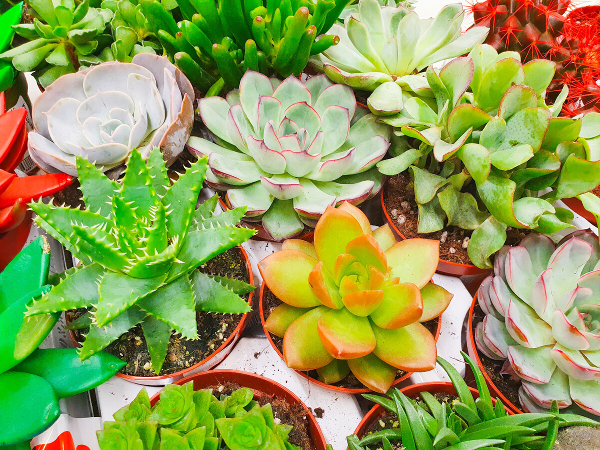 Топ-6 необычных растений от Леруа Мерлен: лучшие находки по доступным ценам