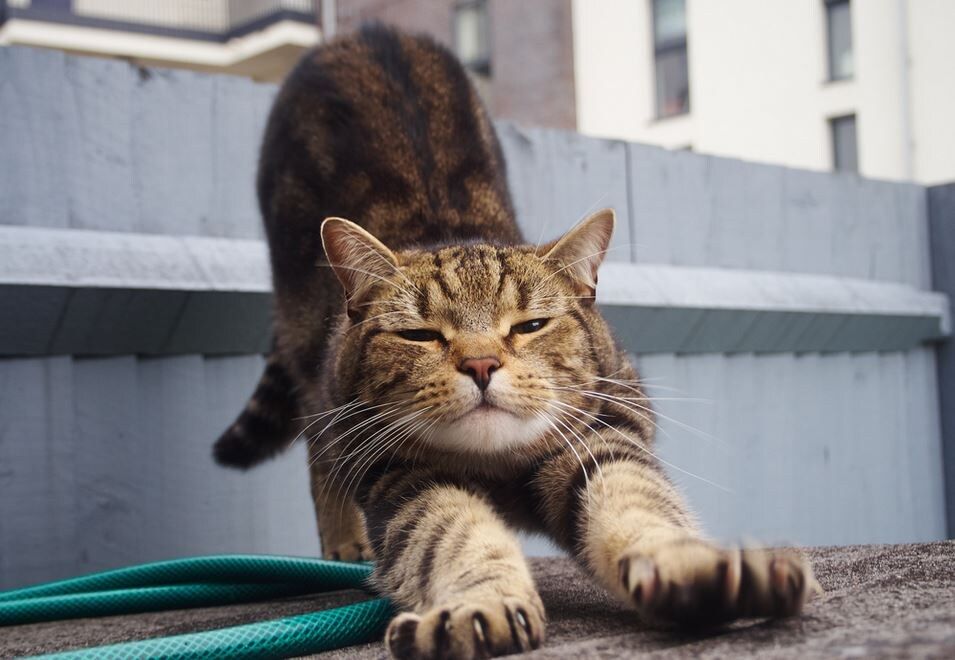 Когда в доме живет кот: секреты поддержания чистоты