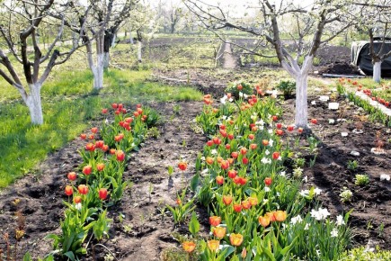 Как сделать сад сияющим весной: советы по грамотной подкормке