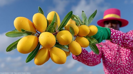 Почему кислое станет новым нормой в нашей пище