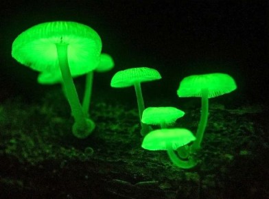 Биолюминесцентные грибы