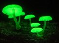 Биолюминесцентные грибы