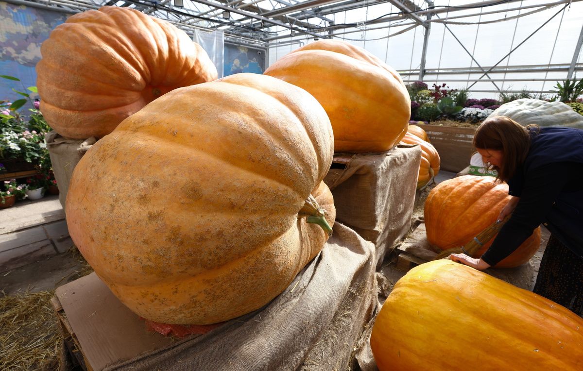 В Аптекарском огороде состоится незабываемое шоу резьбы по тыквам-гигантам