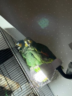 Сёмга и Кеша: Неожиданные обнимания на лампочке