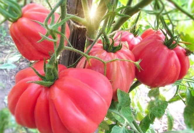 Обзор необычных сортов томатов для вашего огорода