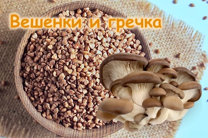 Почему вешенки лучше шампиньонов: идеальное сочетание с гречкой