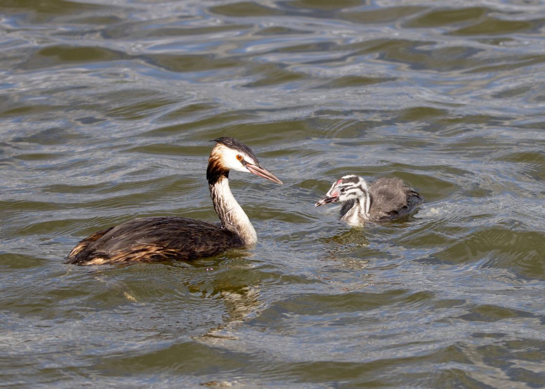 �������� ������ ���� � �������