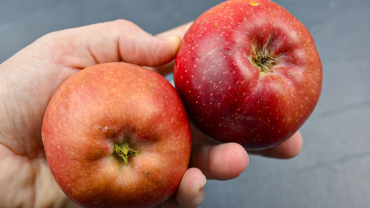 ��������� ������� ��������� ��������� ������: ������� � ������� ������ ��� ������ �������