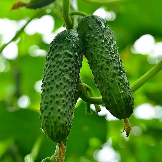 ����������� ����� ������� ��� �������� ������ �� ����