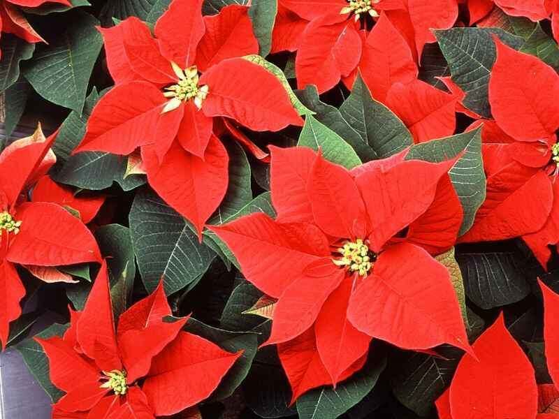 ������� ������� ����� �� �����������: ��� ��������� ������� �������� �� �����