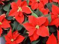 Секреты зимнего ухода за пуансеттией: как сохранить яркость цветения до весны