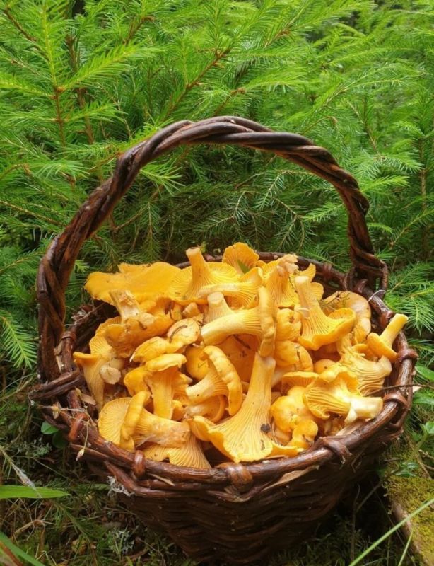 ���������� ������-����� �� ������� ������ � ����������� �����