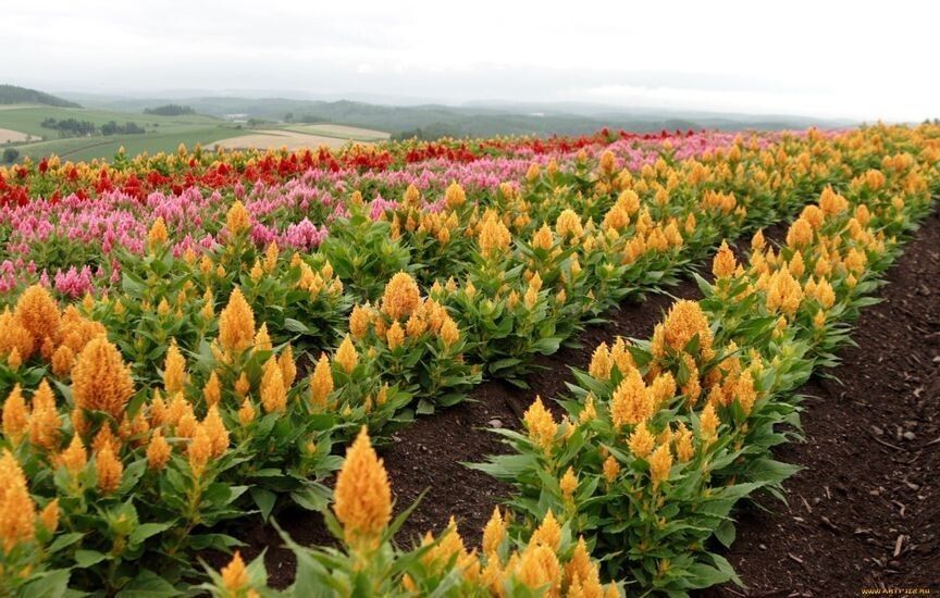 �������: ��� ��������� �������� � ������������ ��� ������