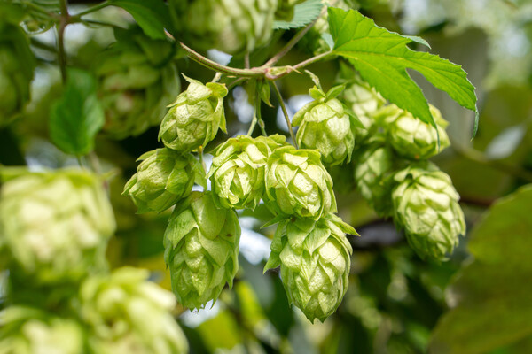 Хмель в пиве способен улучшать уровень холестерина