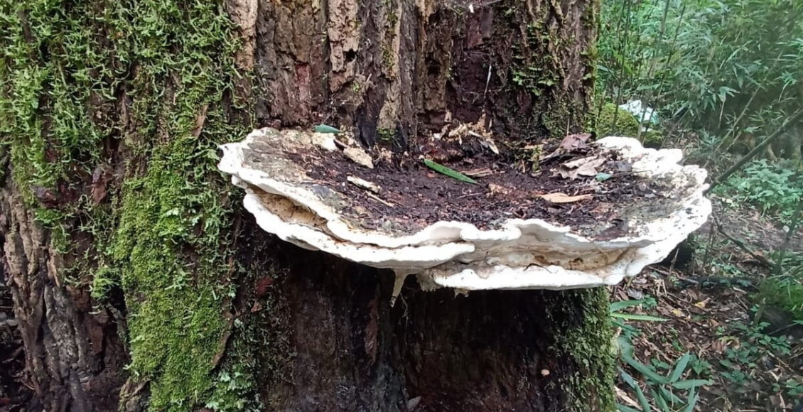 Новый гигантский гриб обнаружен в лесах Индии