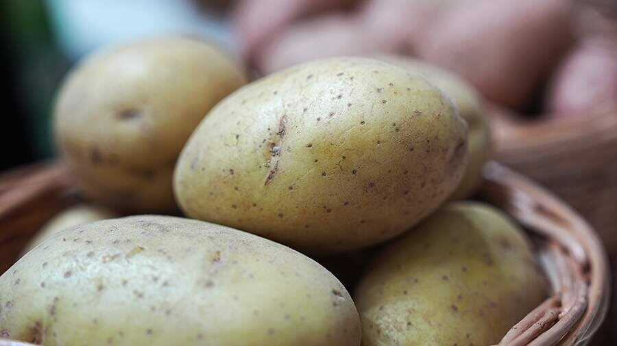 Берлин делится изобилием: бесплатный картофель для всех желающих