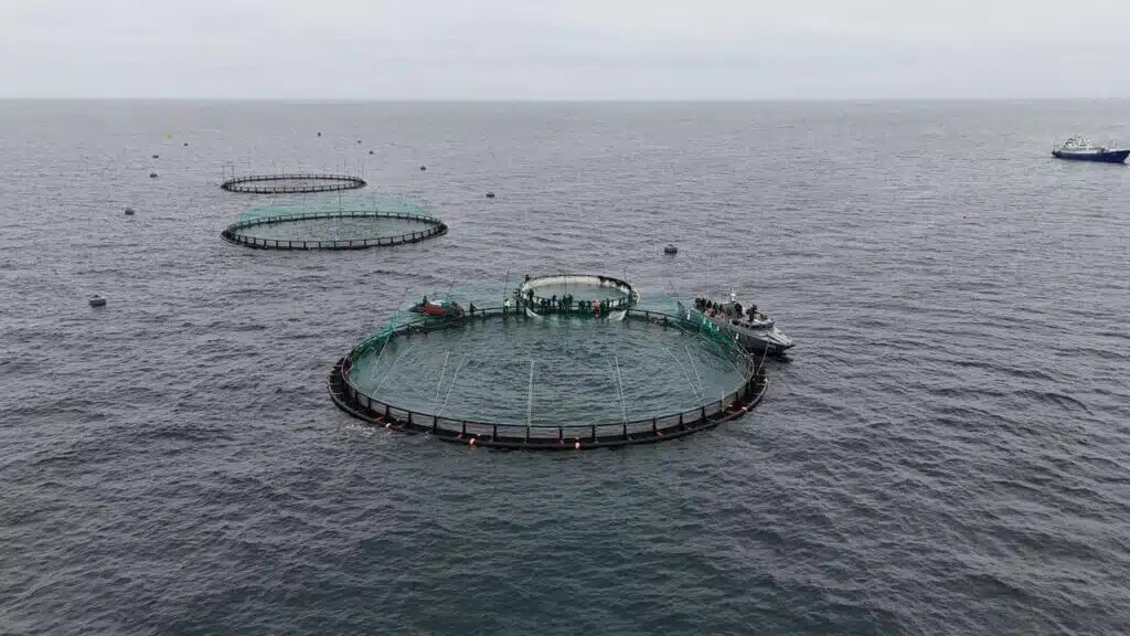 На Каспии началось выращивание форели: датская компания инвестирует в аквакультуру