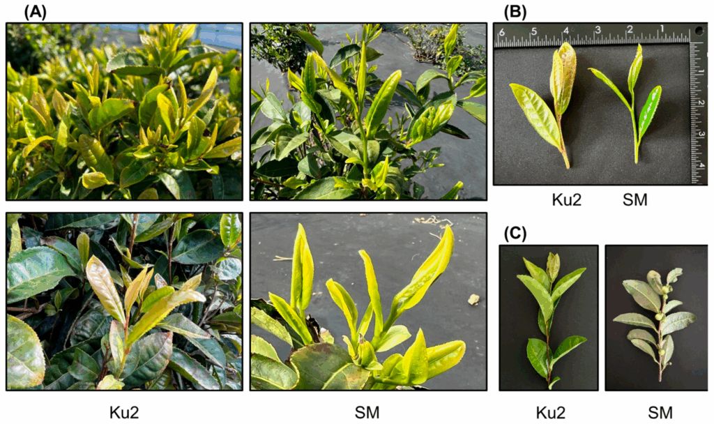 ��������� ������ ������� ����� ������������ ���: ���������� ������� � �����������