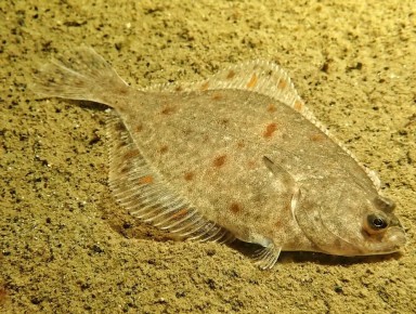 �������: ������������ ������ ���������� � ����� � ������� ��������