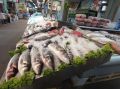 Пикша: рыба, цена которой падает стремительнее всех в России